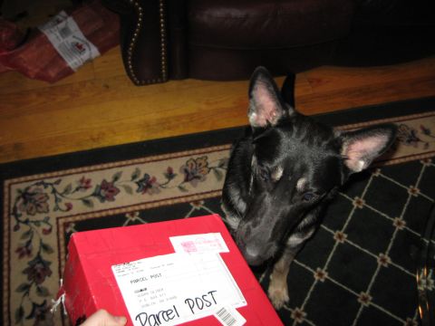 1978 Ford Bronco - A dog curiously observes a red box labeled 'Parcel Post' that is being held by a hand.