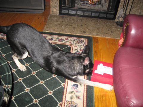 1978 Ford Bronco - A dog is playing with a red box in front of a fireplace and a chair.