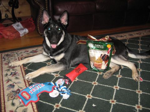 1978 Ford Bronco - A dog poses with its new toys and a bag of American Kennel Club dog treats.