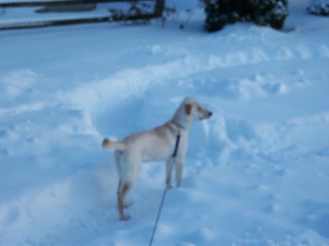 1996 Ford Bronco - A dog stands in a snowy landscape, looking to the right.