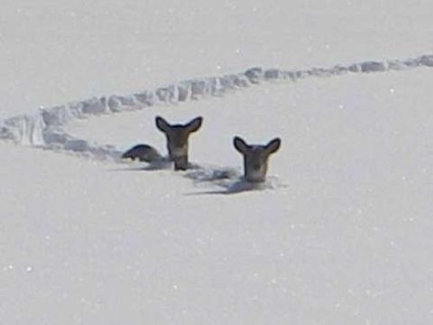 1996 Ford Bronco - Two deer heads are visible in a snowy landscape, with tracks indicating their movement.