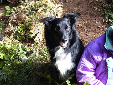 1991 Ford Bronco - A black and white border collie sits in the dirt and foliage, looking at the camera. A person wearing a purple jacket is partially visible…