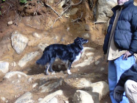 1991 Ford Bronco - A person and a dog are standing on a rocky, dirt path. The person is wearing a puffy jacket and jeans, and the dog is a black and white bor…