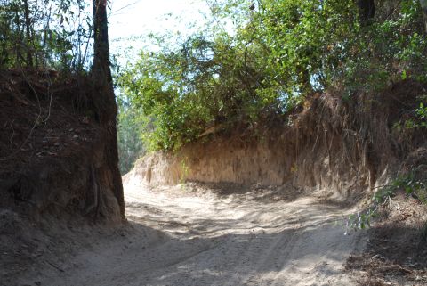 2008 Jeep Wrangler - A dirt road winds through a wooded area with steep, eroded banks on either side. Sunlight filters through the trees, casting shadows on the…
