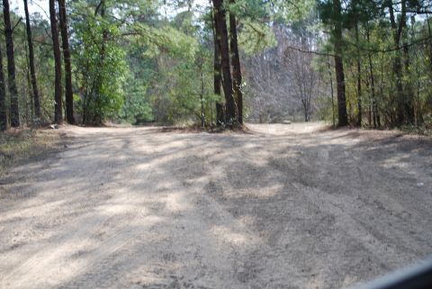 2008 Jeep Wrangler - A dirt road forks in a wooded area with tall pine trees casting shadows on the ground.