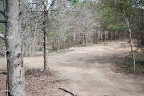 2008 Jeep Wrangler - A dirt path winds through a forest with bare trees and some evergreen trees in the background.