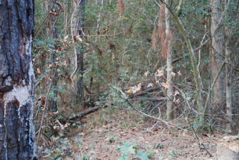 2008 Jeep Wrangler - A wooded scene with a large tree trunk on the left side of the frame. The ground is covered in pine needles and fallen leaves, with various…