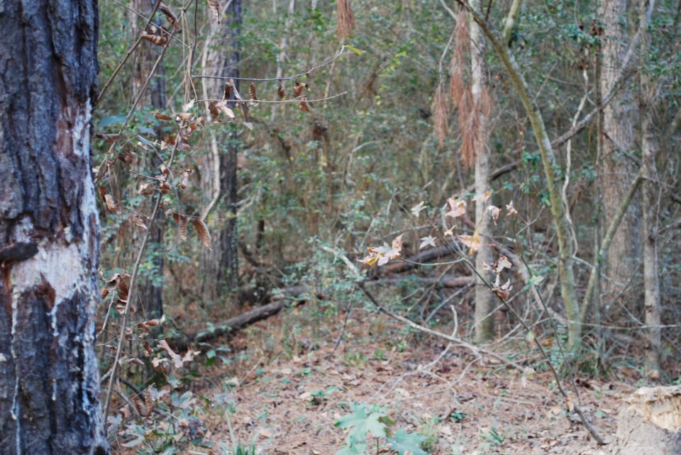 Wooded forest scene with a large tree trunk on the left and a forest floor covered in pine needles.