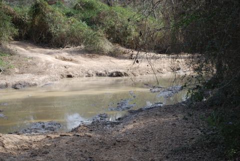 2008 Jeep Wrangler - A muddy creek bed with overgrown vegetation on the banks. The water is murky and reflects the surrounding trees and sky.