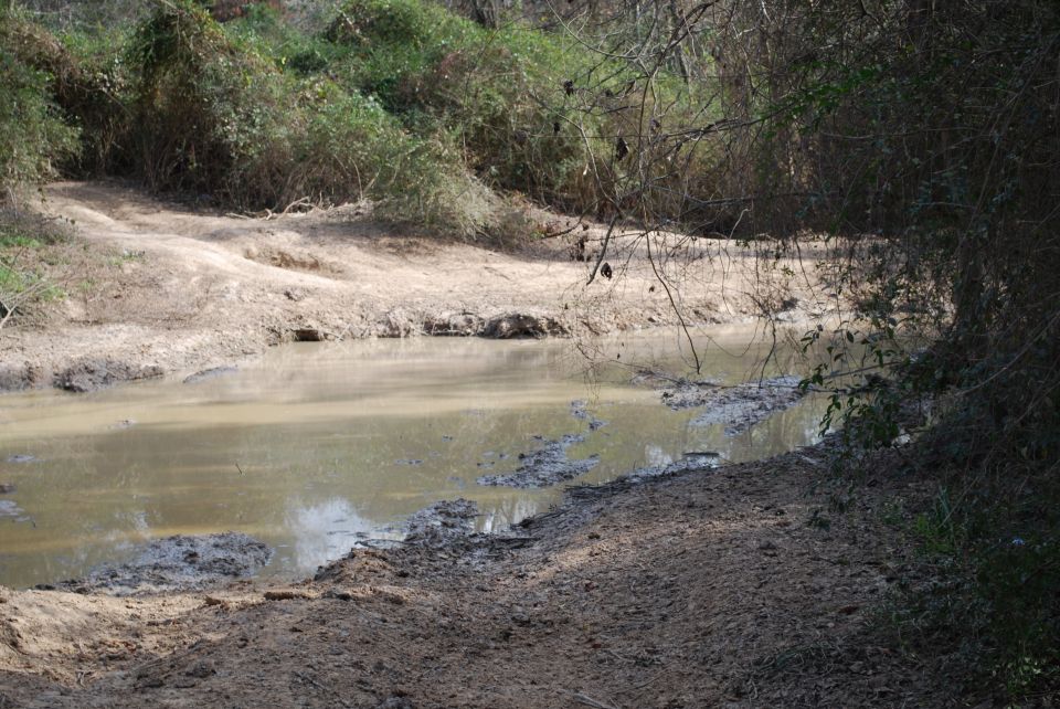 Muddy creek bed with overgrown vegetation.