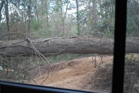 2008 Jeep Wrangler - A large fallen tree blocks a dirt path in a wooded area. The view appears to be from inside a vehicle looking out a window.