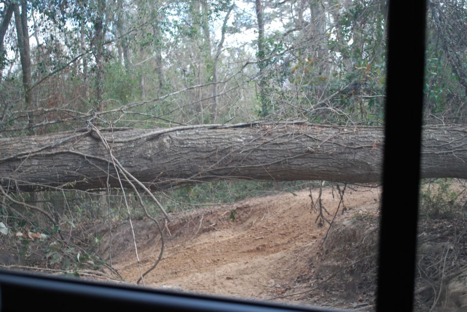 Fallen tree blocking a dirt path in a forest, viewed from inside a vehicle.