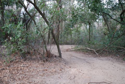 2008 Jeep Wrangler - A dirt path winds through a wooded area with fallen branches and dry leaves on the ground.