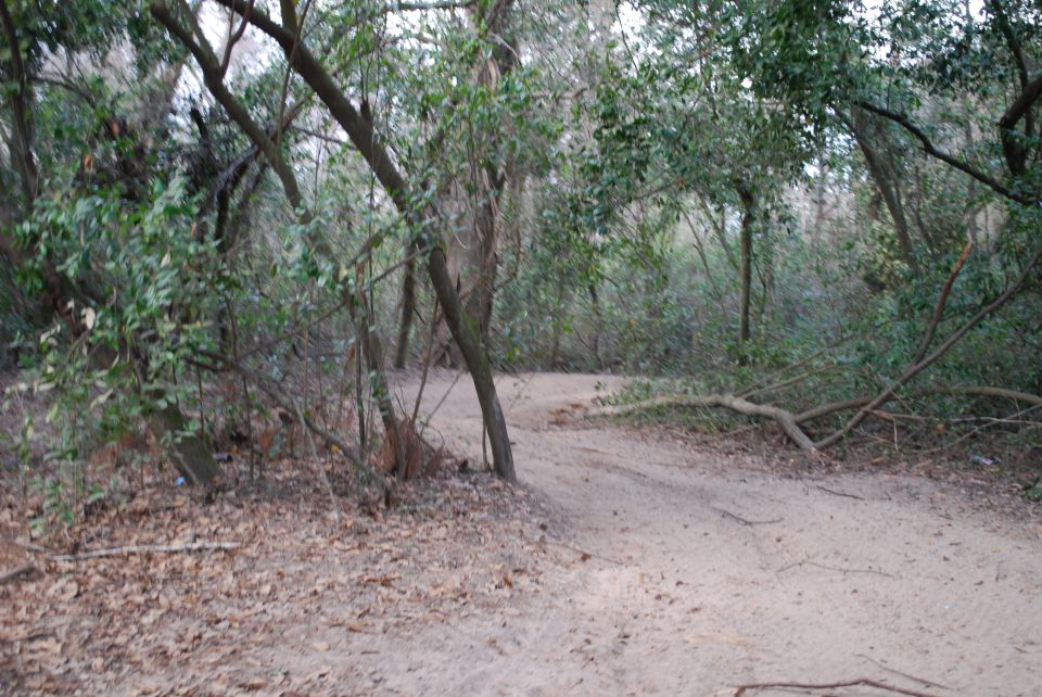 A sandy path through a forest with trees and fallen branches.