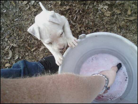 Puppy looking into a bucket of pink soapy water with a person's arm.