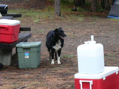 1991 Ford Bronco - Dog stands guard over coolers and camping supplies at a wooded campsite.