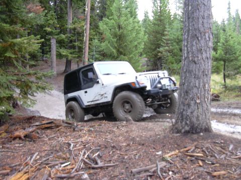 1991 Ford Bronco - A white Jeep Wrangler tackles a muddy path surrounded by dense pine trees.