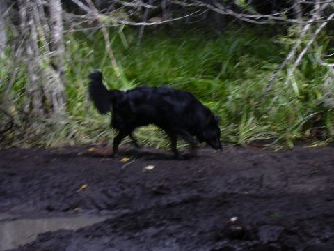 1991 Ford Bronco - A black dog is running through a muddy area with tall grass and trees in the background. The image is blurry due to motion.