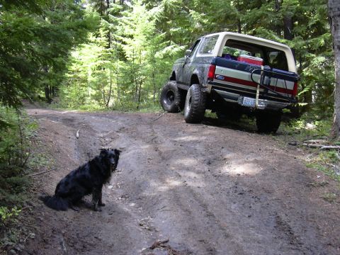 1991 Ford Bronco - A black dog sits on a muddy dirt road in front of a lifted 1991 Ford Bronco. The Bronco is parked on the side of the road, surrounded by tr…