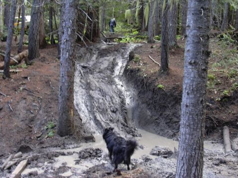 1991 Ford Bronco - A black dog stands in a muddy, rutted track in a forest. A person is visible further up the track.