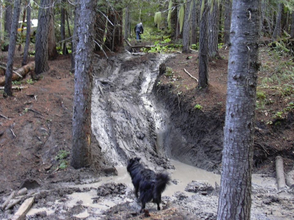 Black dog in a muddy forest track with a person in the distance.