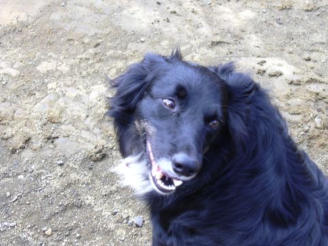 1991 Ford Bronco - A black dog with white chest markings looks up from the dirt ground.