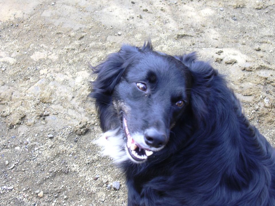 Black dog with long fur and white chest markings lies on dirt ground