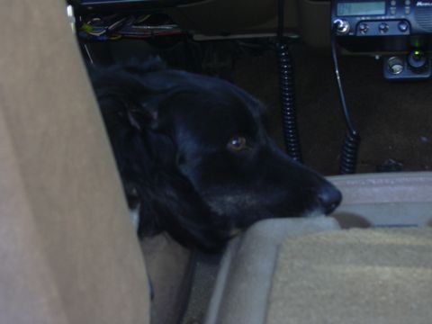 1991 Ford Bronco - Dog in vehicle interior with CB radio and wiring visible.