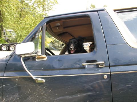 1991 Ford Bronco - A dog sits in the driver's seat of a blue SUV, looking out the window.