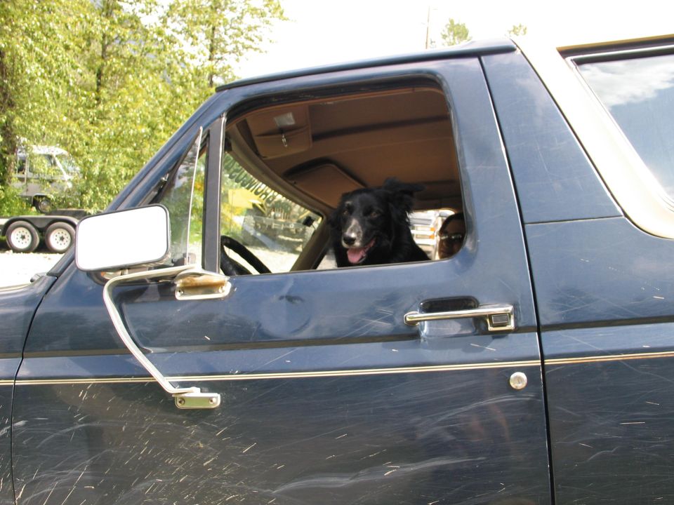 Dog in driver's seat of a blue SUV