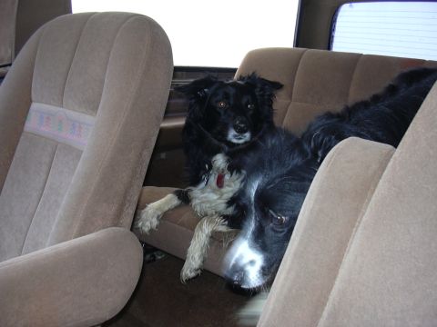 1991 Ford Bronco - Two dogs relax in the back seat of a vehicle, with one looking towards the camera.