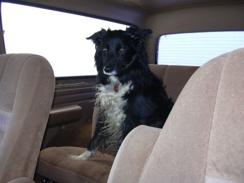 1991 Ford Bronco - A dog is sitting in the interior of a vehicle, likely the back seat.