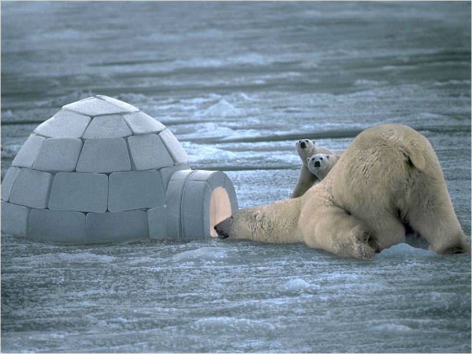 Polar bear and cub beside a small igloo on snow and ice