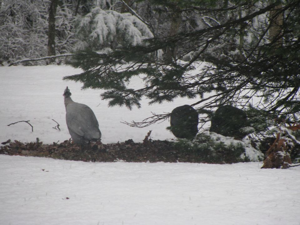 Guineafowl stands in snow near a pine tree, with snow-covered branches in the background