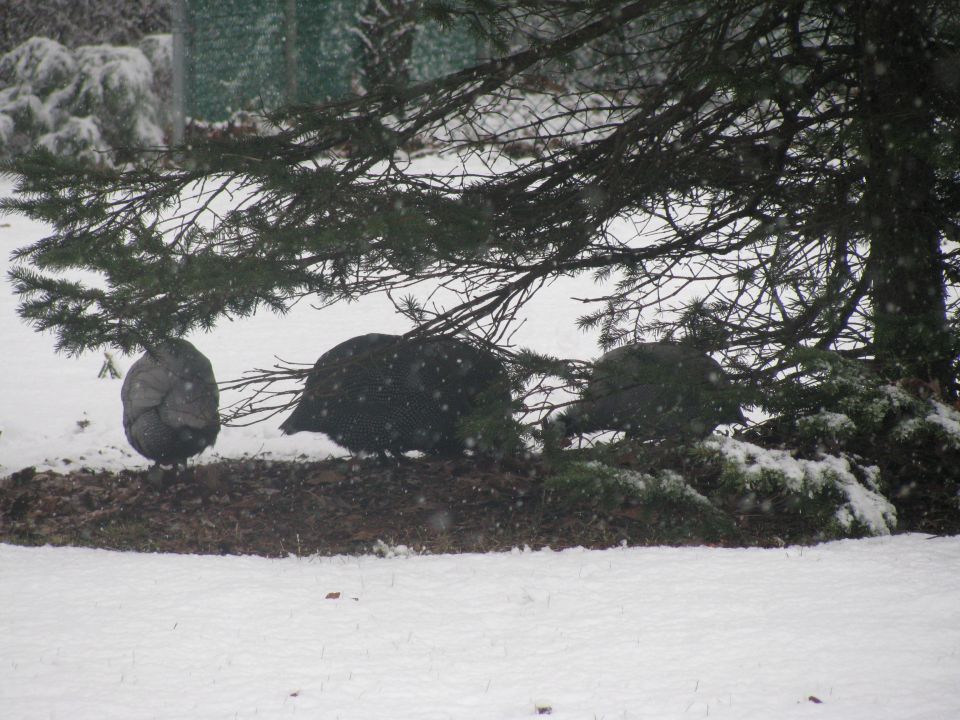 Three guinea fowl stand on a snowy patch of ground under a pine tree