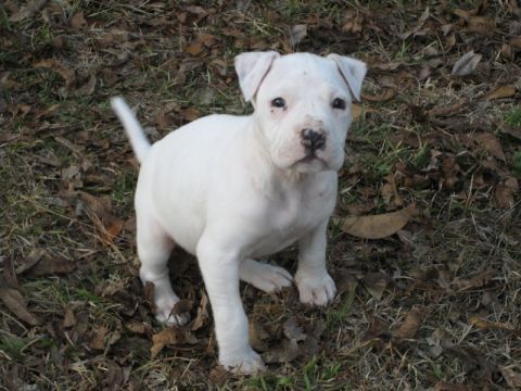 2004 Ford F-150 - A white pit bull puppy stands on a bed of grass and fallen leaves.