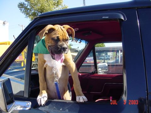 1989 Ford Bronco - My guard doggie watchin the truck