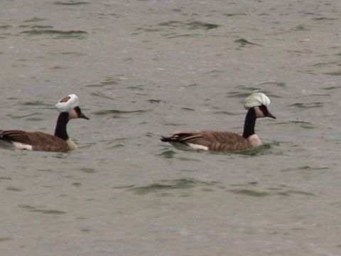 1996 Ford Bronco - A pair of geese sporting headwear navigate the choppy waters.