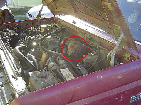 1972 Ford Ranchero - Tiger in your tank