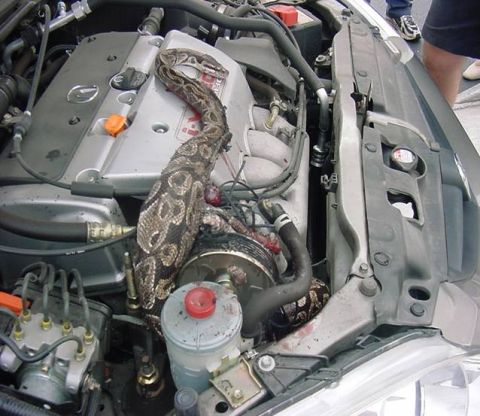 1971 Ford Ranchero - A large snake has made its home in the engine compartment of a vehicle, with parts of its body draped over the engine block and various hos…