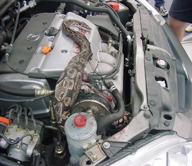 Snake coiled in engine bay, obscuring engine components