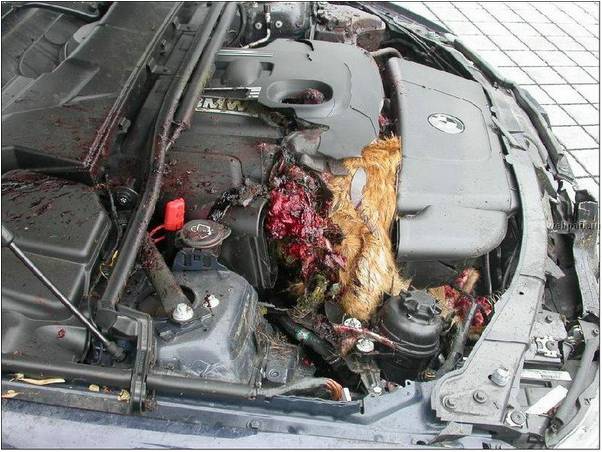 BMW engine bay with animal remains and blood across the engine