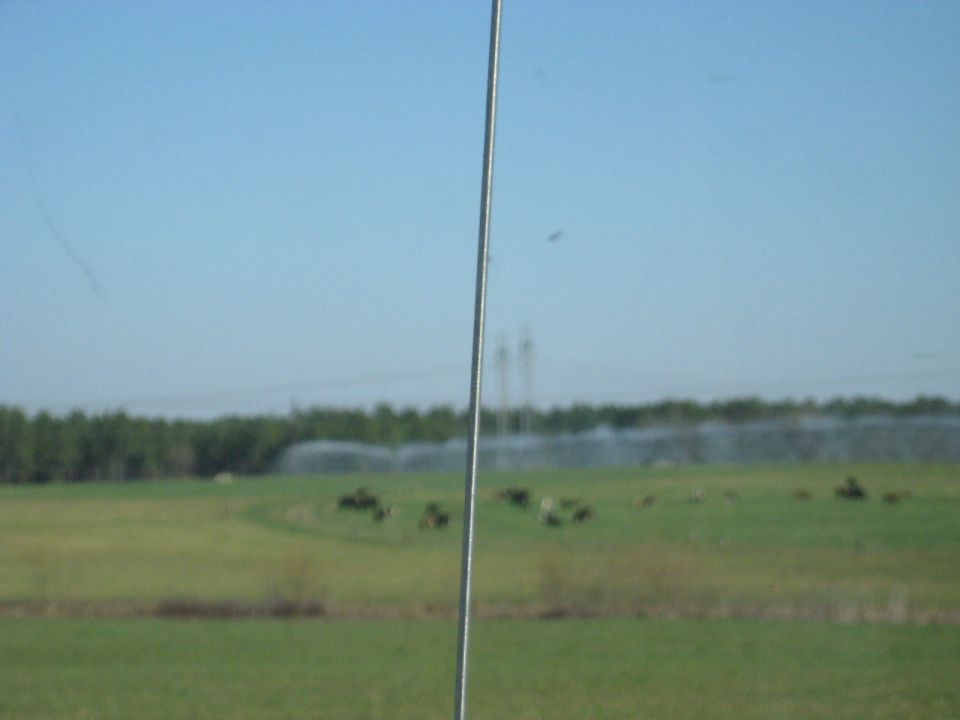 Green field with cows, sprinklers, and trees under a clear blue sky