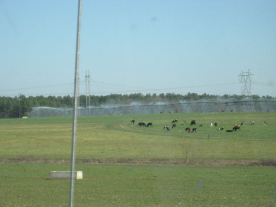 Farm field with cows and irrigation system under a clear sky