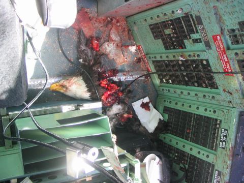 1978 Ford Bronco - The head and body of a deceased bald eagle are visible amidst blood and debris, lying on what appears to be the interior of an aircraft or…