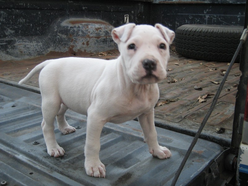 White pit bull puppy in the bed of a pickup truck with a spare tire.