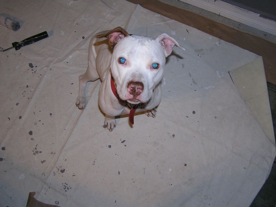 Pinky (roomates dog, pitbull mix)