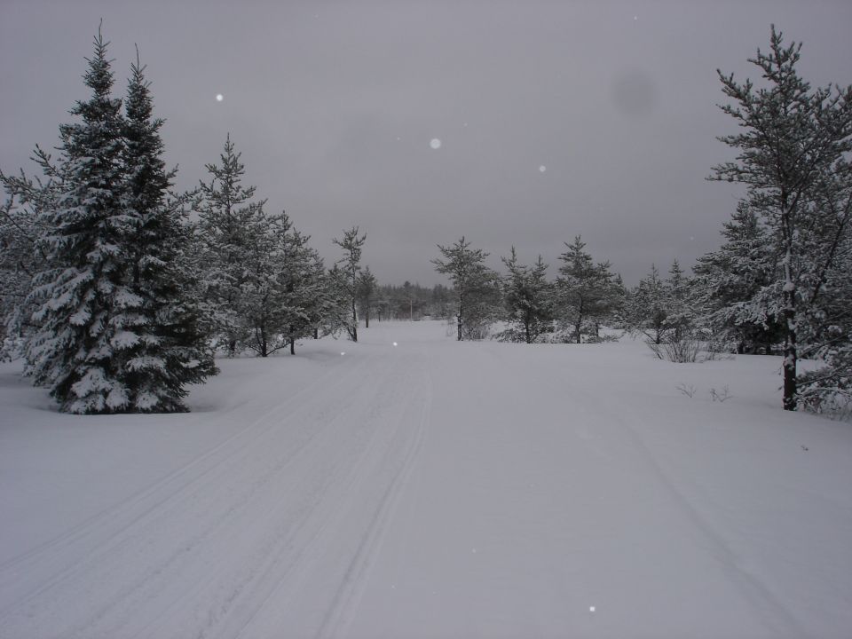 Snowy forest with evergreen trees and a track in the snow.