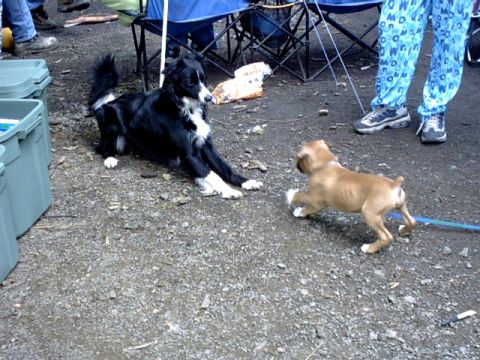 1995 Ford Bronco - Bronco Dawgs Lilly and Casious