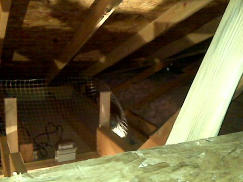 2005 Ford Mustang - This image shows the interior of an attic space with exposed wooden beams, insulation, and some electrical wiring. A mesh barrier is visibl…